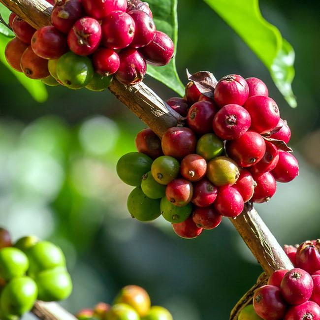 Coffee beans