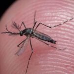 super-mosquito-gty-mz-07-221220_1671549589324_hpMain_16x9_992